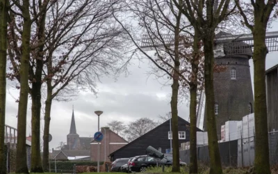 Kap eiken aan de Veldweg