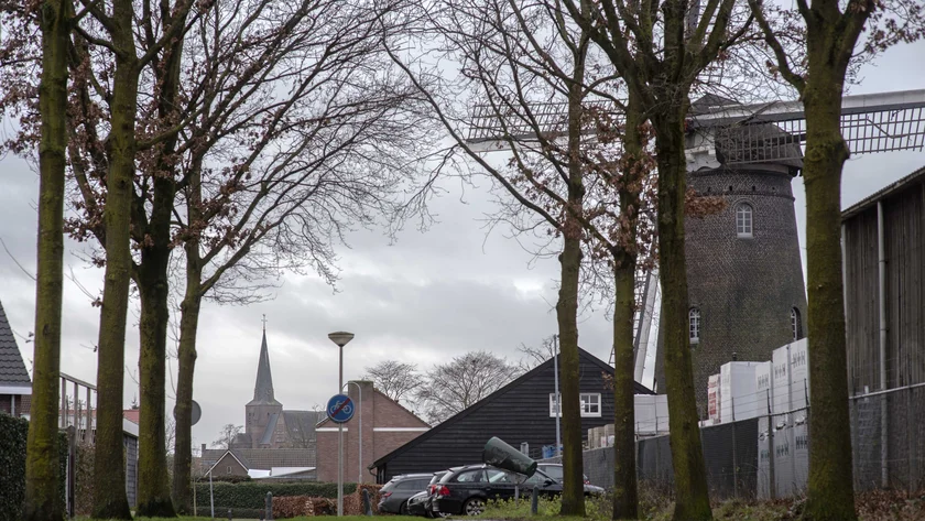 Eikenbomen aan Veldweg